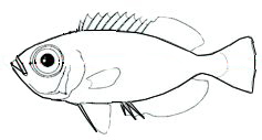 Familia Priacanthidae_claves_03